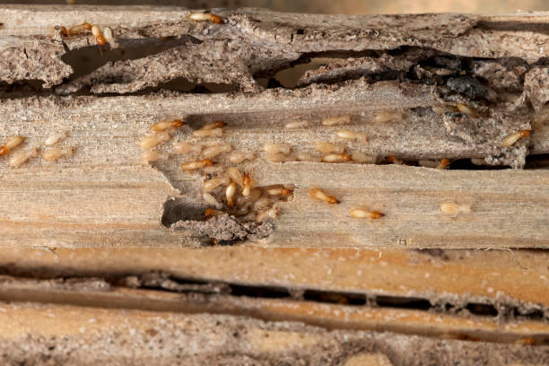 Pest Control for Restaurants in Royersford, PA